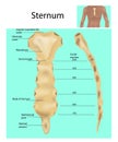 Sternum or breastbone. Structure Royalty Free Stock Photo