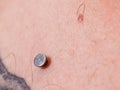 Sternum, cleavage, microdermal, surface piercing on collarbones. Royalty Free Stock Photo