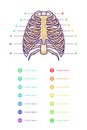 sternum infographic vector template with text of various color