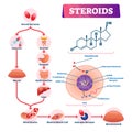 Steroids vector illustration. Labeled strength hormone explanation scheme.