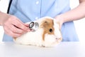 Stethoscope near guinea pig