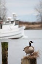 Steveston Goose, British Columbia