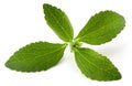 Stevia