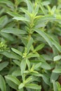 Stevia Royalty Free Stock Photo