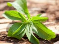 Stevia Royalty Free Stock Photo