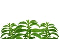 Stevia banner.Stevioside Sweetener. Green stevia twig.Organic low calorie sweetener. Green stevia bush