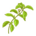 Stevia Branch Colored Detailed Illustration Royalty Free Stock Photo