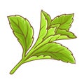 Stevia Branch Colored Detailed Illustration Royalty Free Stock Photo