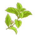 Stevia Branch with Flowers Colored Illustration Royalty Free Stock Photo