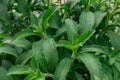 Stevia bush in the garden.Stevia rebaudiana.Vegetable sweetener.Alternative Low Calorie Vegetable Sweetener.