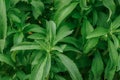 Stevia bush in the garden.Stevia rebaudiana.Vegetable sweetener.Alternative Low Calorie Vegetable Sweetener.Sugar Royalty Free Stock Photo