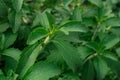 Stevia bush .Stevia rebaudiana.Vegetable sweetener.Alternative Low Calorie Vegetable Sweetener.Sugar substitute. dietary