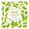 Stevia elements vector set