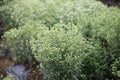 a stevia field with flowers