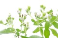 Stevia flower