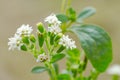 Stevia flower