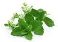 Stevia with flower