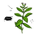 Stevia flower vector drawing. Herbal sketch of sweetener sugar substitute. Royalty Free Stock Photo