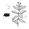 Stevia flower vector drawing. Herbal sketch of sweetener sugar substitute. Vintage engraved illustration Royalty Free Stock Photo