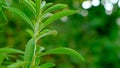 Stevia fresh green twig.Stevia rebaudiana.Stevioside Sweetener