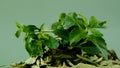 Stevia green twig in dry stevia leaves on green background..Stevioside Sweetener.Stevia plants. natural low calorie
