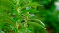 Stevia green twig.Stevioside Sweetener. Stevia rebaudiana.Stevia plant on green blurred background.Organic natural low