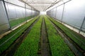 Stevia in greenhouse