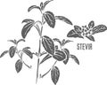 Stevia herba officinalis vector illustration