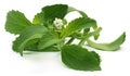 Stevia leaves with flower