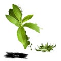 Stevia leaves fresh and dried. Sweetener and sugar substitute extracted from the leaves of the plant species Stevia rebaudiana. Royalty Free Stock Photo