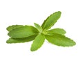 Stevia leaves