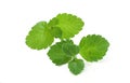 Stevia leaves isolated