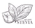 Stevia natural sweetener, leaf put in drink cup vector.