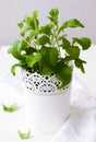 Stevia plant Royalty Free Stock Photo