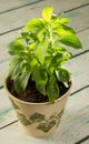 Stevia plant Royalty Free Stock Photo