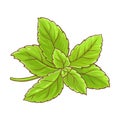 Stevia Plant Colored Detailed Illustration Royalty Free Stock Photo