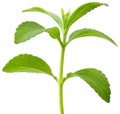 Stevia plant cutout Royalty Free Stock Photo