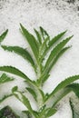 Stevia plant and granulated sugar .Stevia rebaudiana.Vegetable sweetener.Alternative Low Calorie Vegetable Sweetener Royalty Free Stock Photo