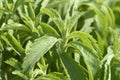 Stevia plant