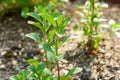Stevia plant in herb garden Royalty Free Stock Photo