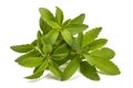 Stevia plant Royalty Free Stock Photo