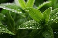 Stevia plant leaves with dewdrops in the morning on a stevia field, close up. Fresh stevia leaves with waterdrops. Natural