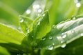 Stevia plant leaves with dewdrops in the morning on a stevia field, close up, sunny morning. Fresh stevia leaves with waterdrops.