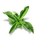 Stevia plant leaves isolated