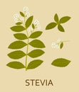 Stevia plant with leaves and pods