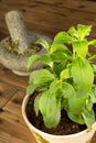 Stevia plant in pot Royalty Free Stock Photo