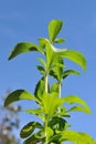Stevia Plant Royalty Free Stock Photo