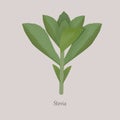 Stevia plant sweetener on a gray background.