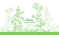 Stevia plant. Vector branch, leaf, flower. Health diabetic diet. Fresh herb sugar