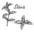 Stevia plant vector drawing. Herbal sketch of sweetener sugar substitute.